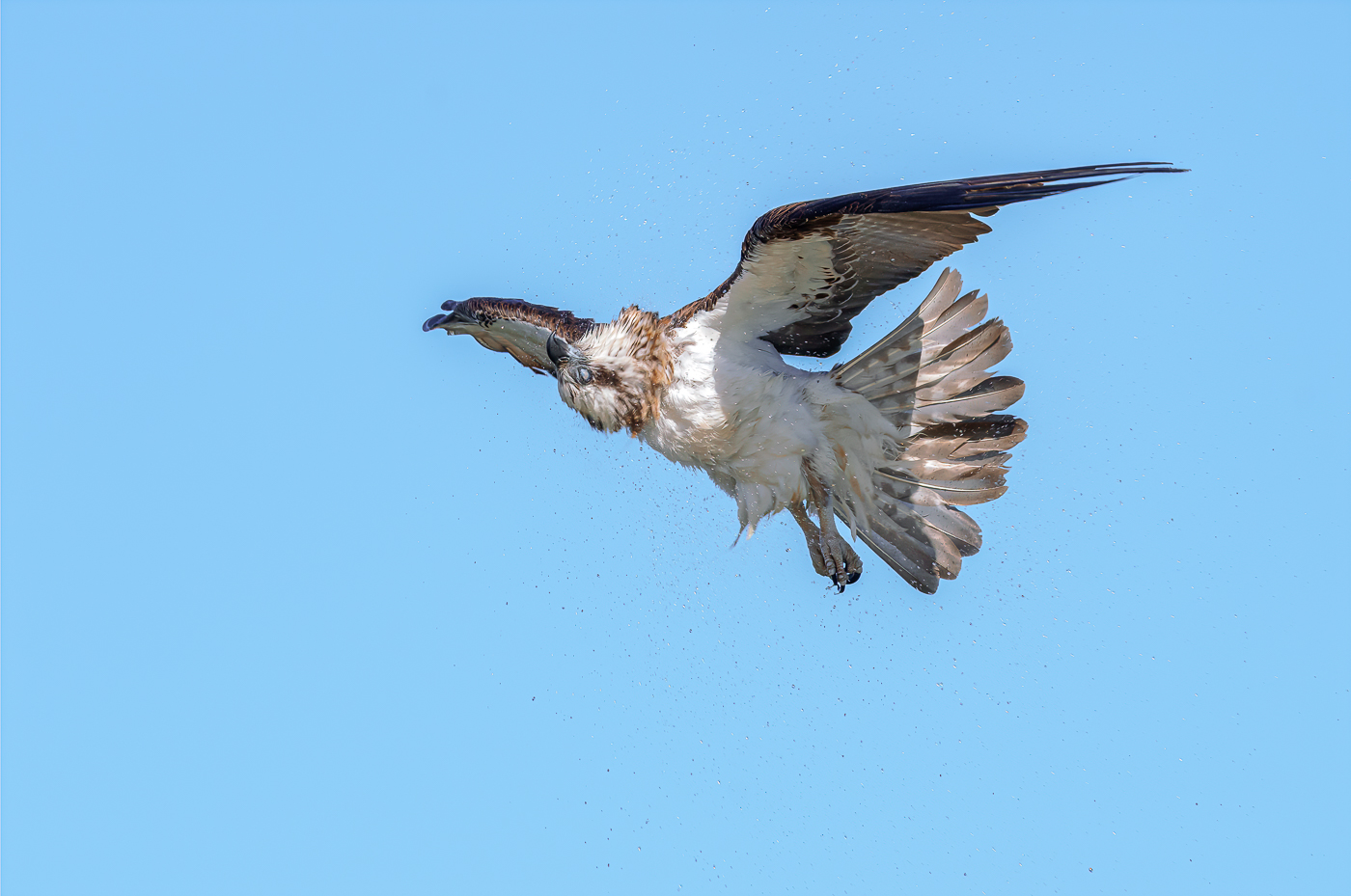  Osprey flying by Maria Mazo