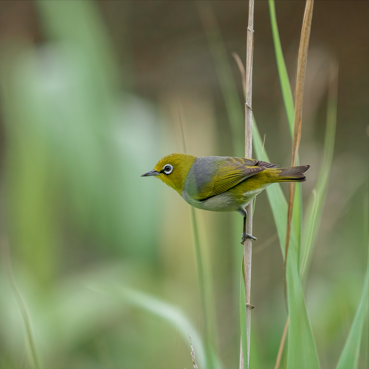 Silvereye bird by Maria Mazo