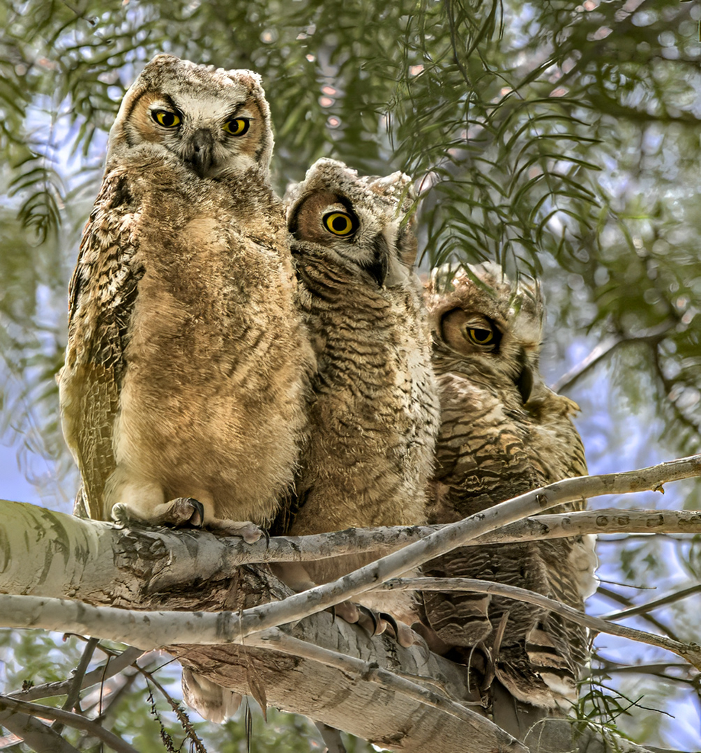 three Owlets by Jack Twiggs