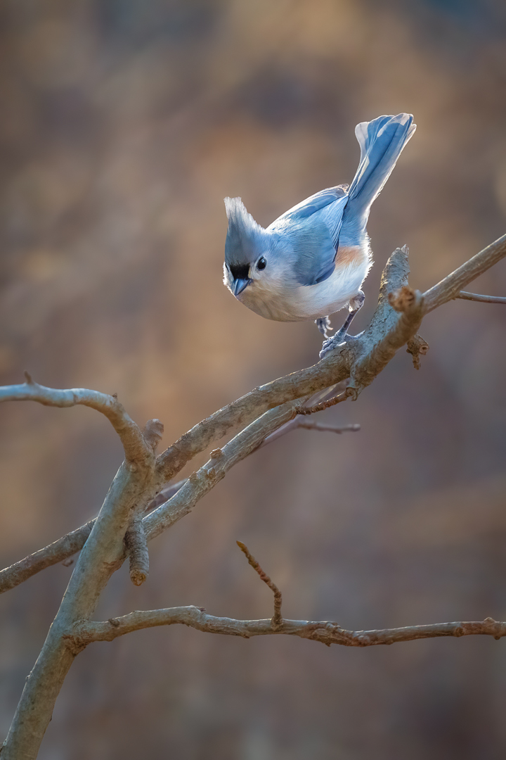 Tufted Titmouse by Xiao Cai