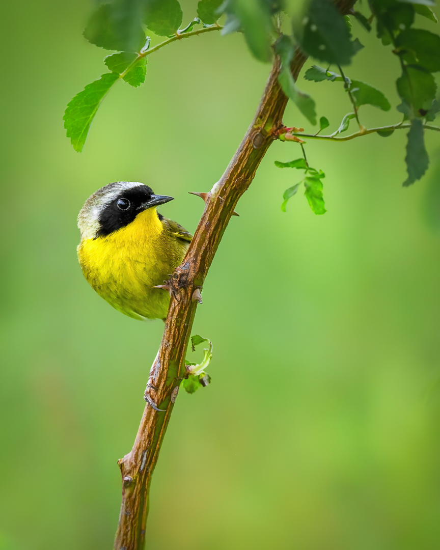 Common Yellowthroat