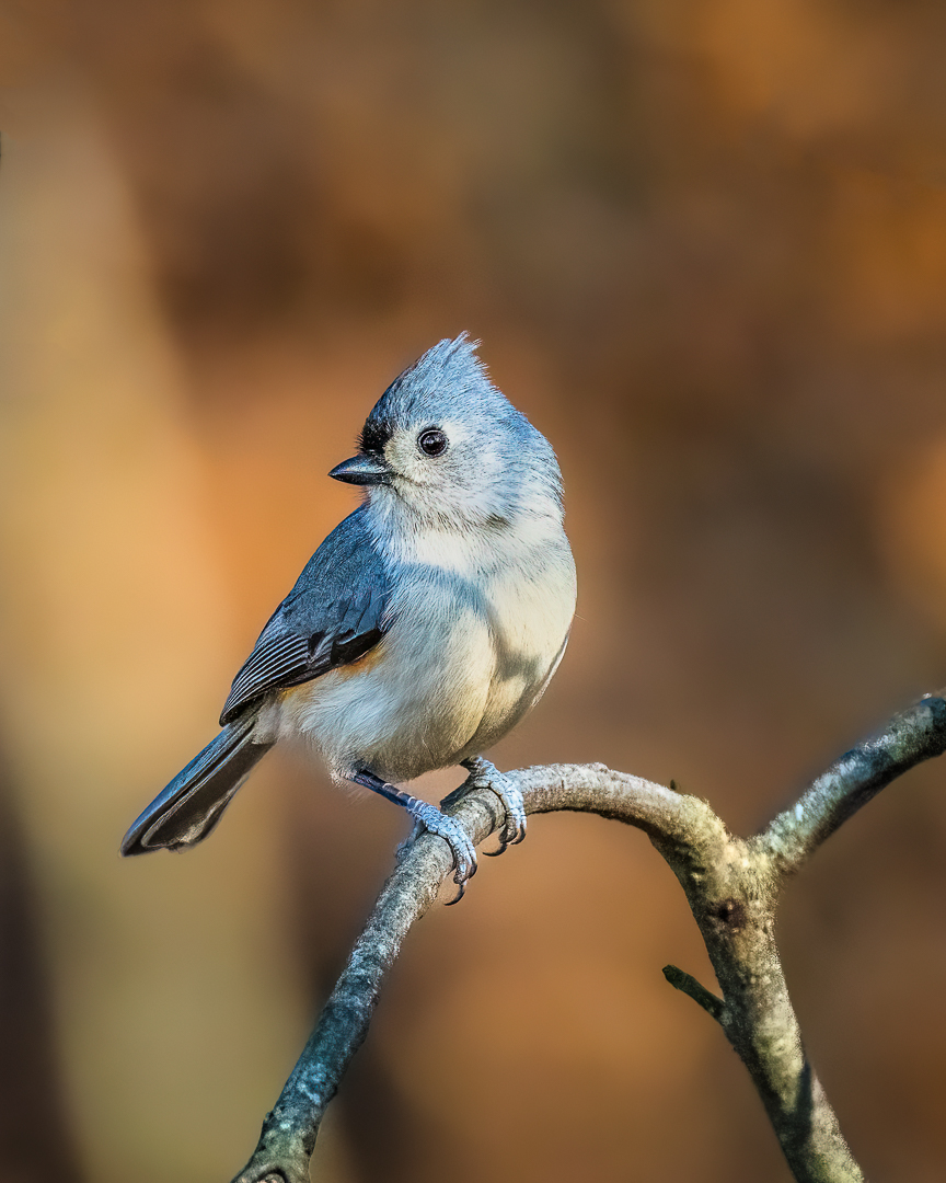 Tufted Titmouse by Xiao Cai