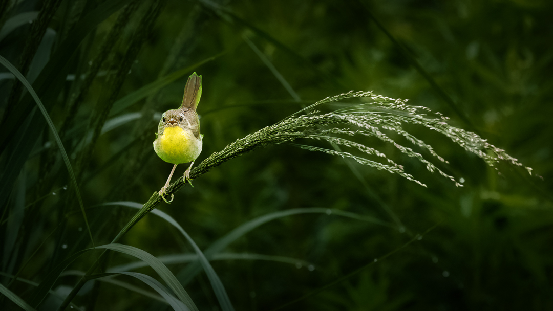 A Little Yellow in the Morning of Green Field - Common Yellowthroat by Xiao Cai
