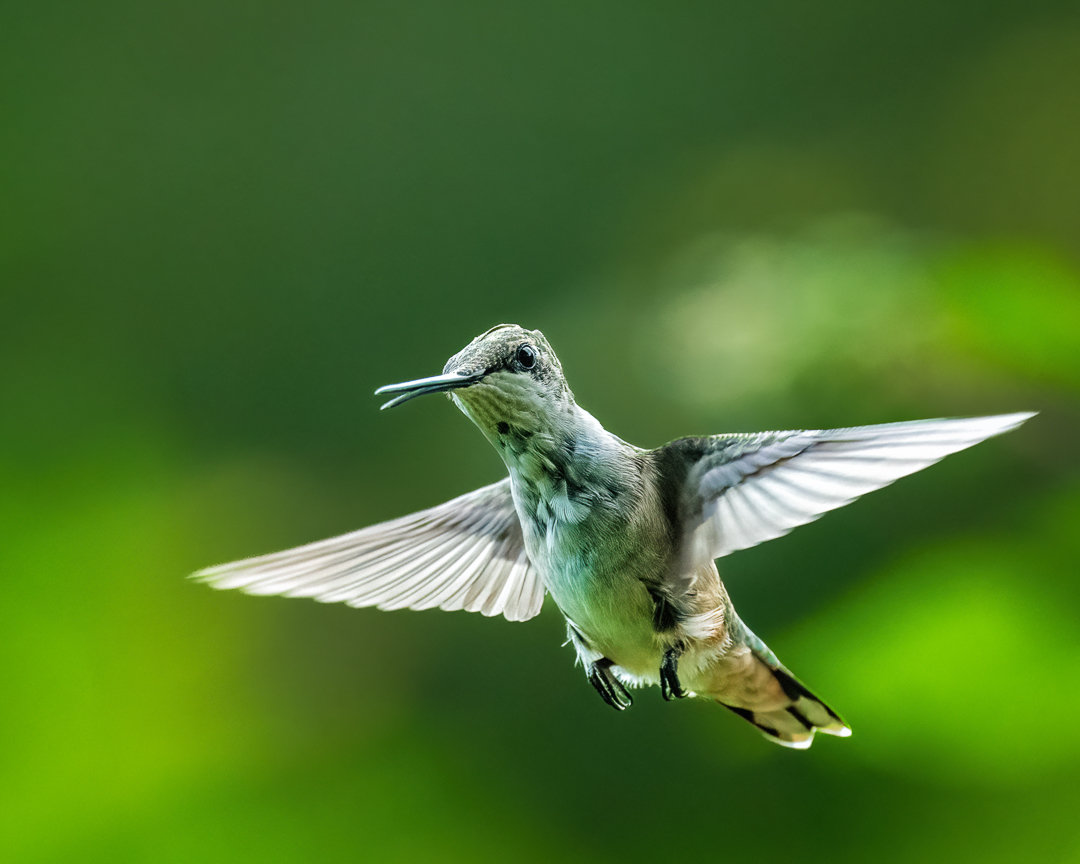 Hummingbird by Xiao Cai