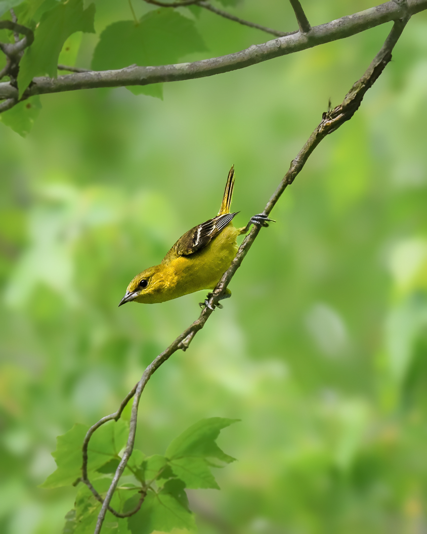 Orchard Oriole Female by Xiao Cai