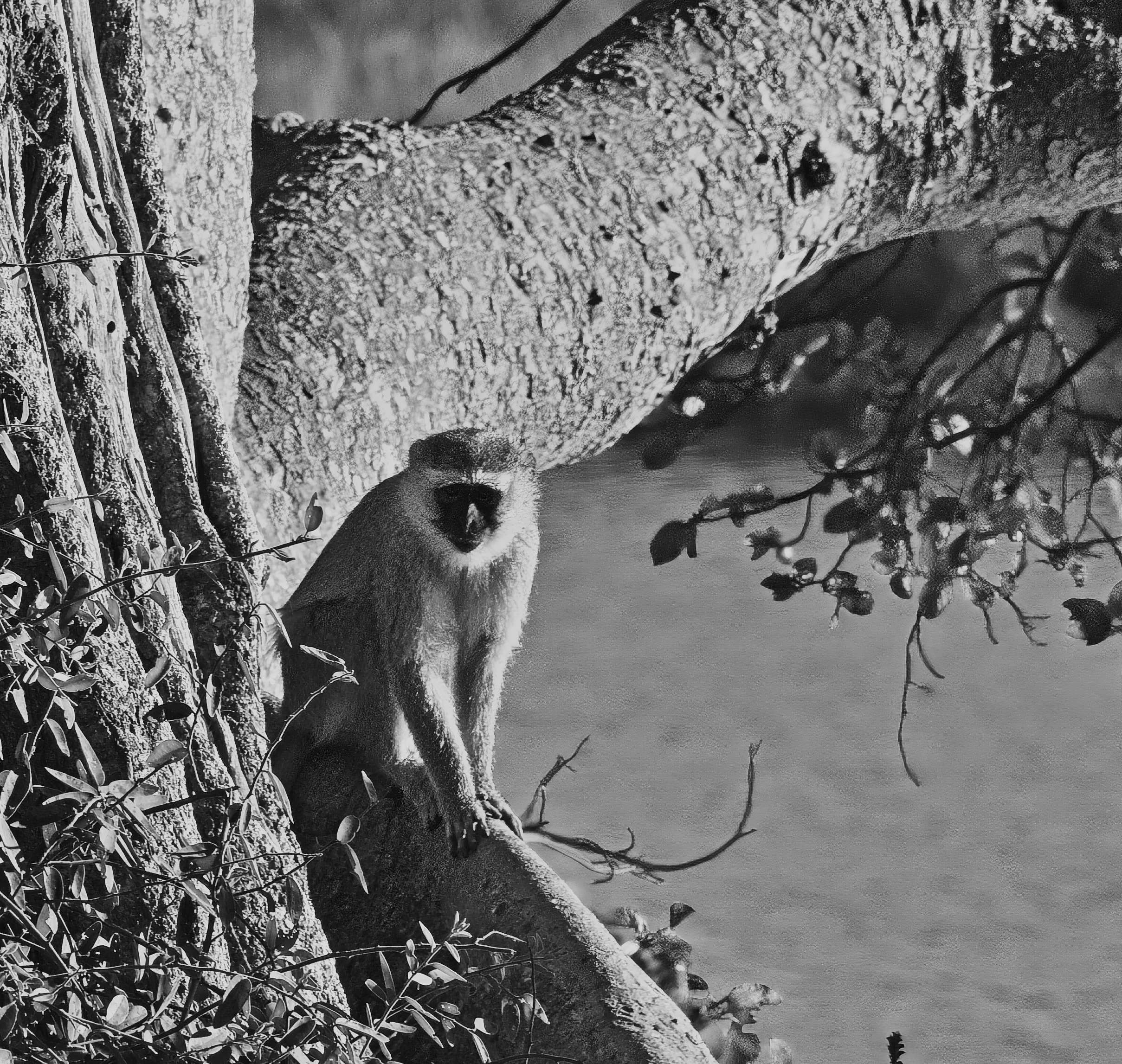 Vervet Monkey by Albert Zabin