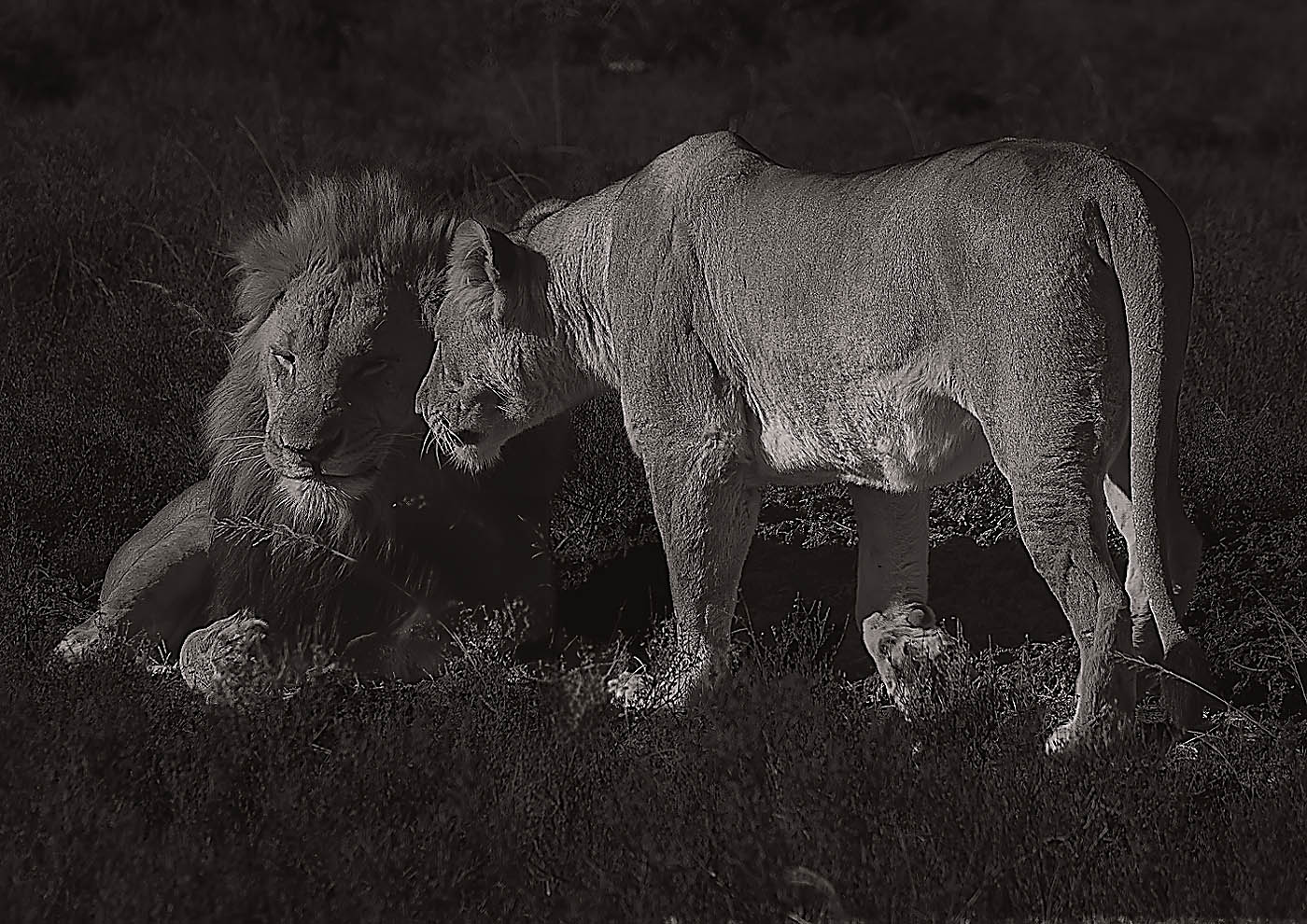 Affection by Albert Zabin