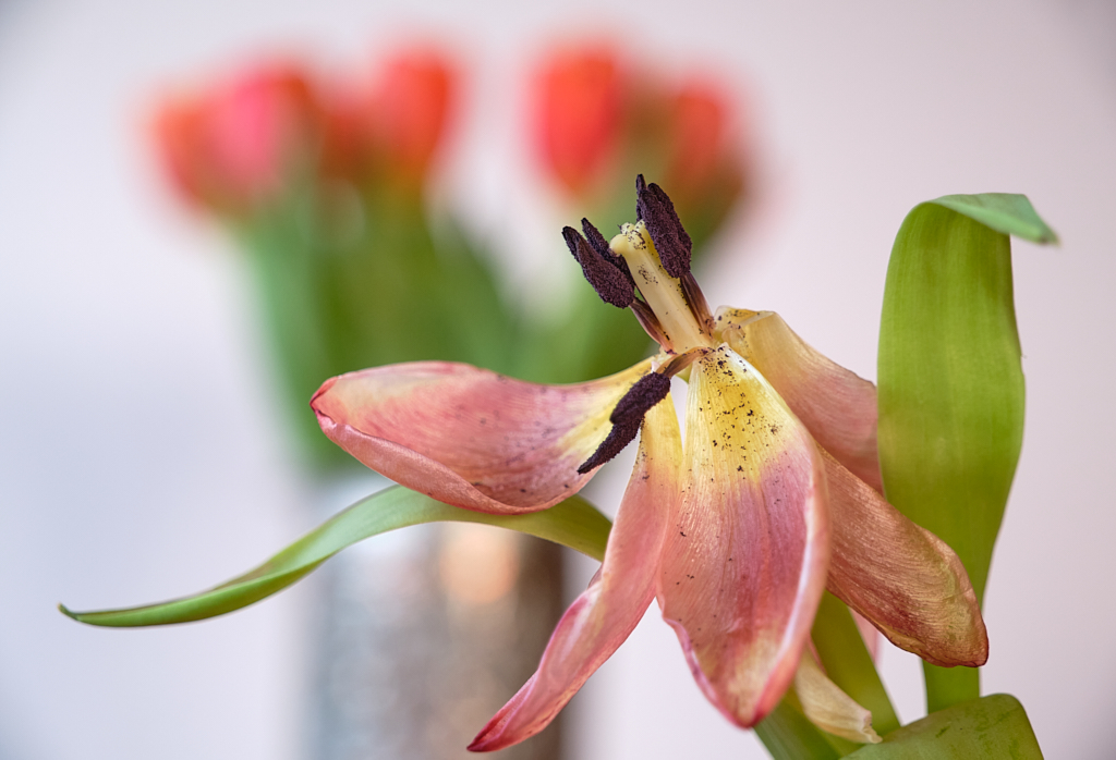 April 2026 - Kirsti N&auml;nt&ouml;-Salonen