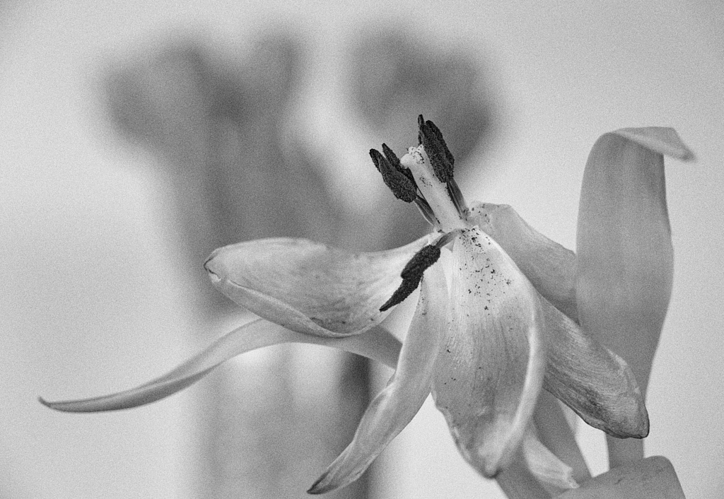 Aging by Kirsti N&auml;nt&ouml;-Salonen