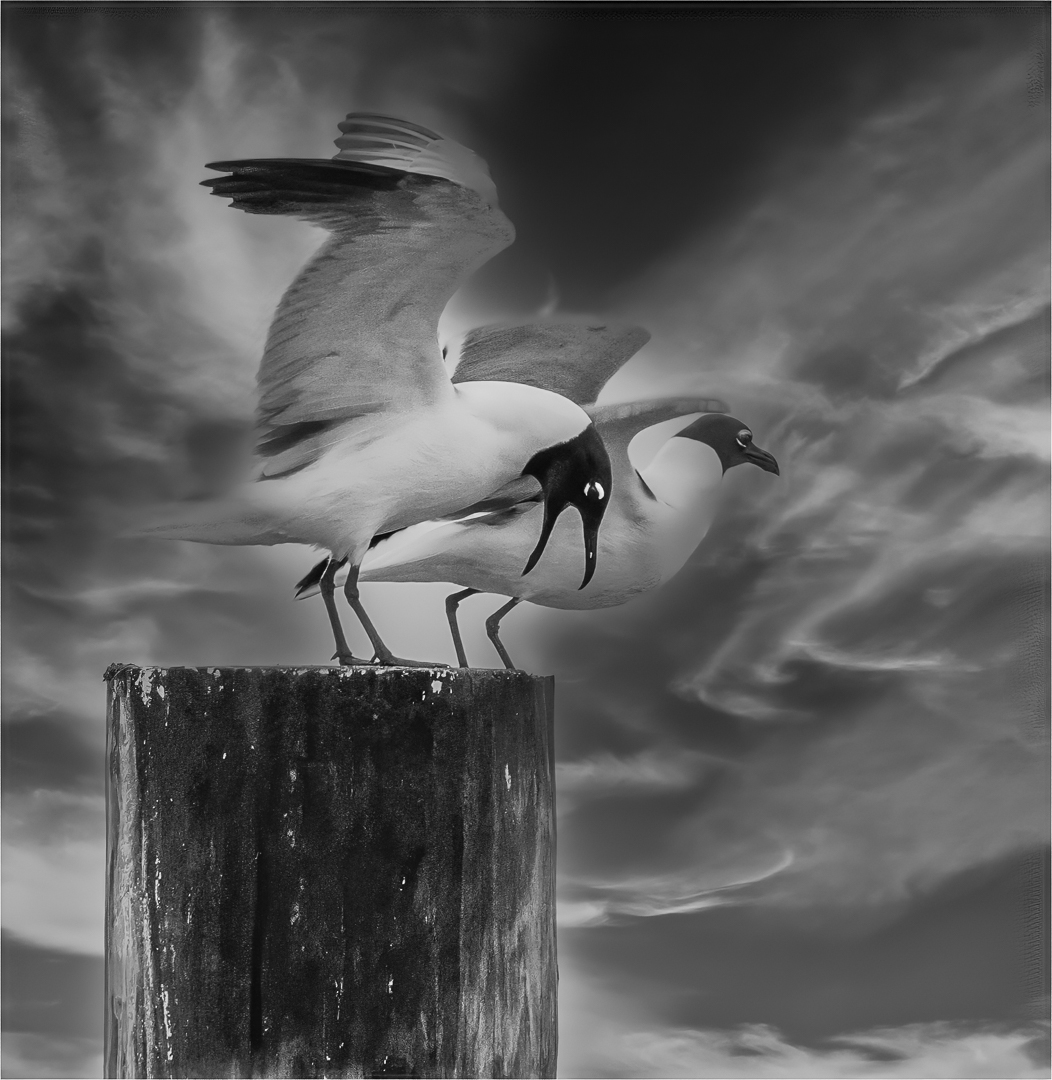 Dockside Squawk by Barbara Gore