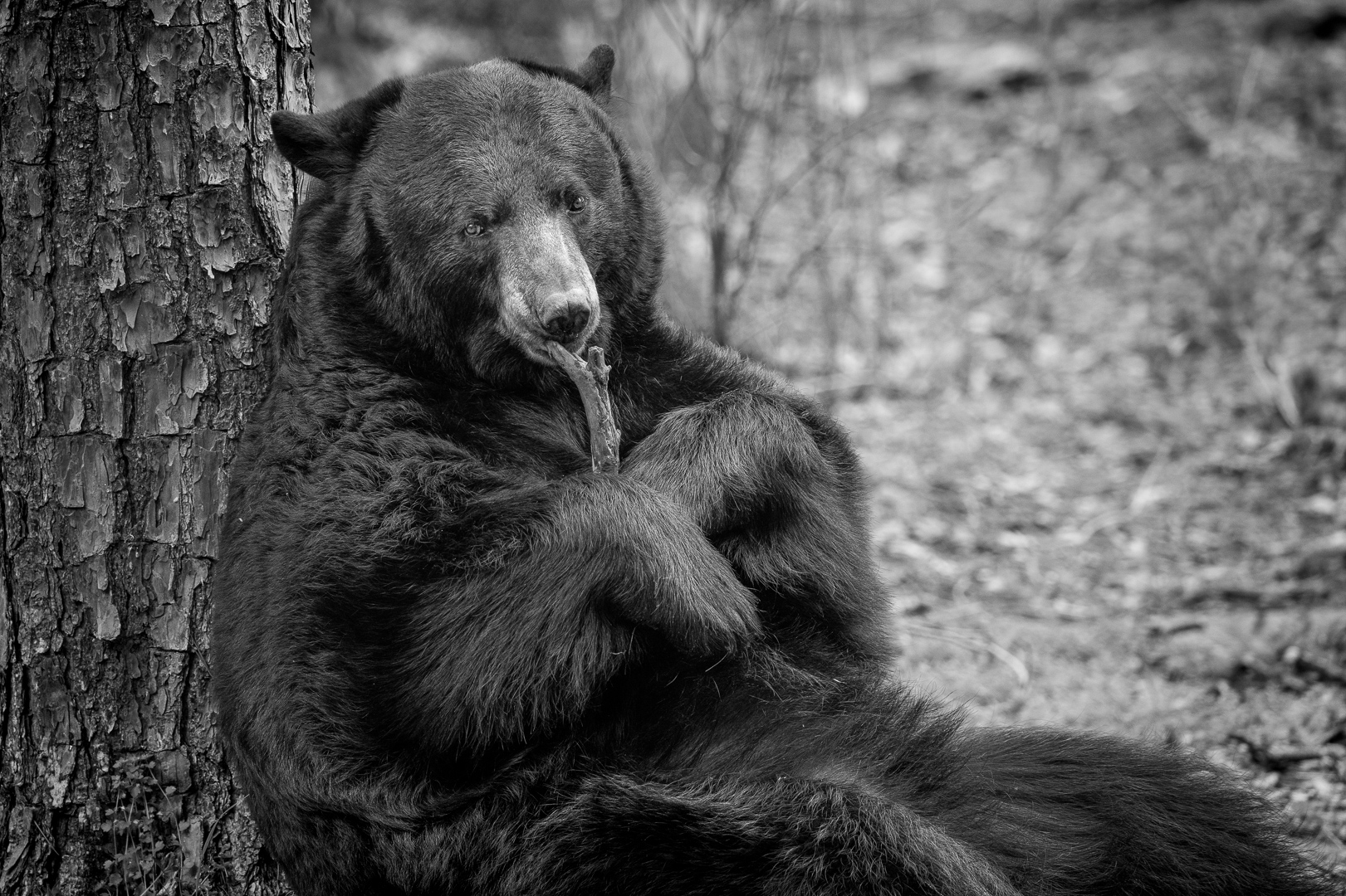 Stick in Paw. Soul at ease by Barbara Gore