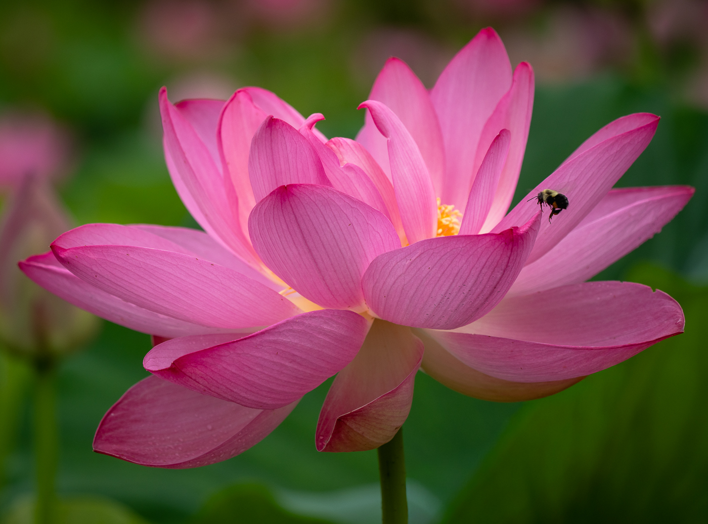PRETTY IN PINK
