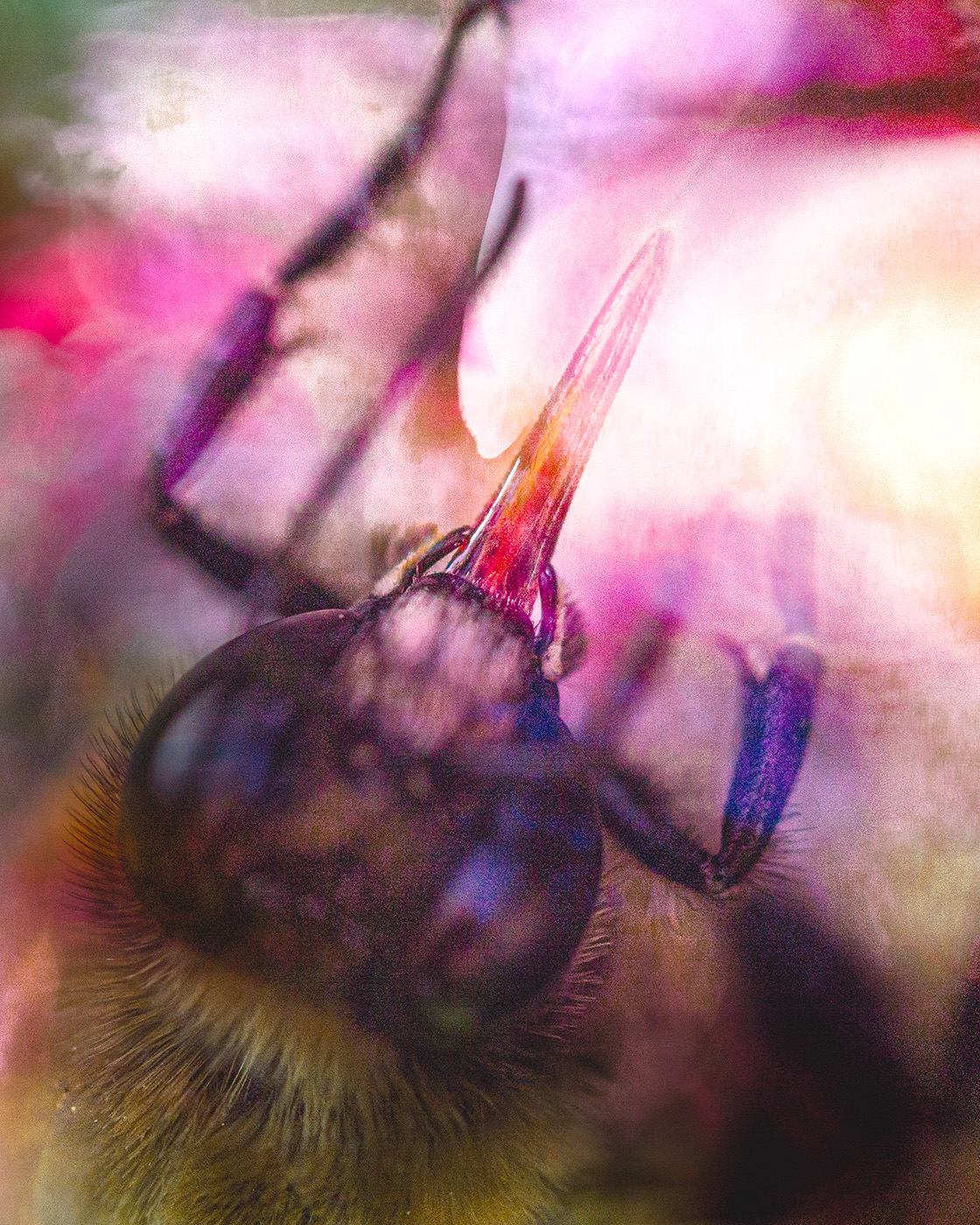 BEE by Bridget Zaremba