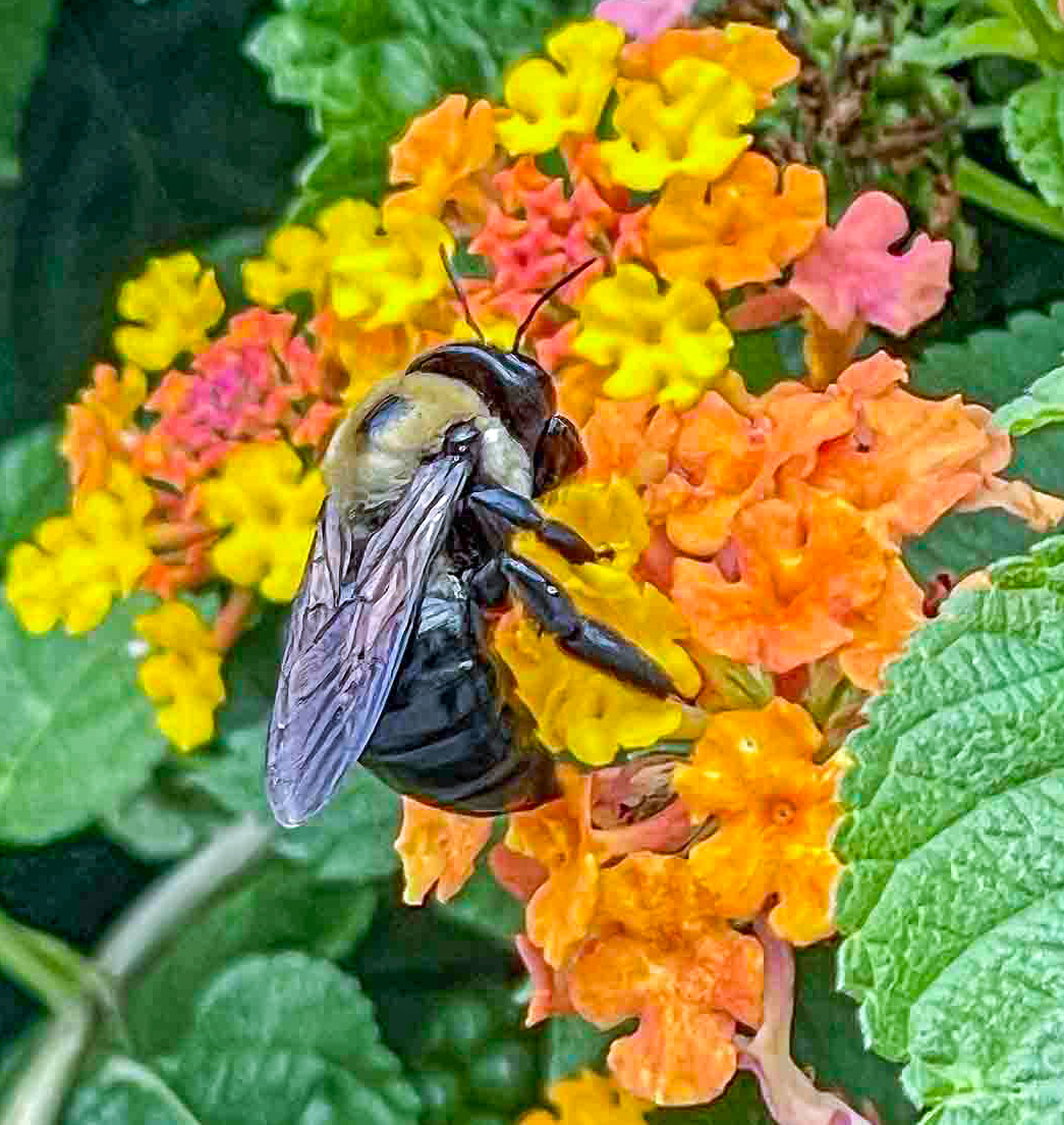 ONE HAPPY BEE by Jamie Federick