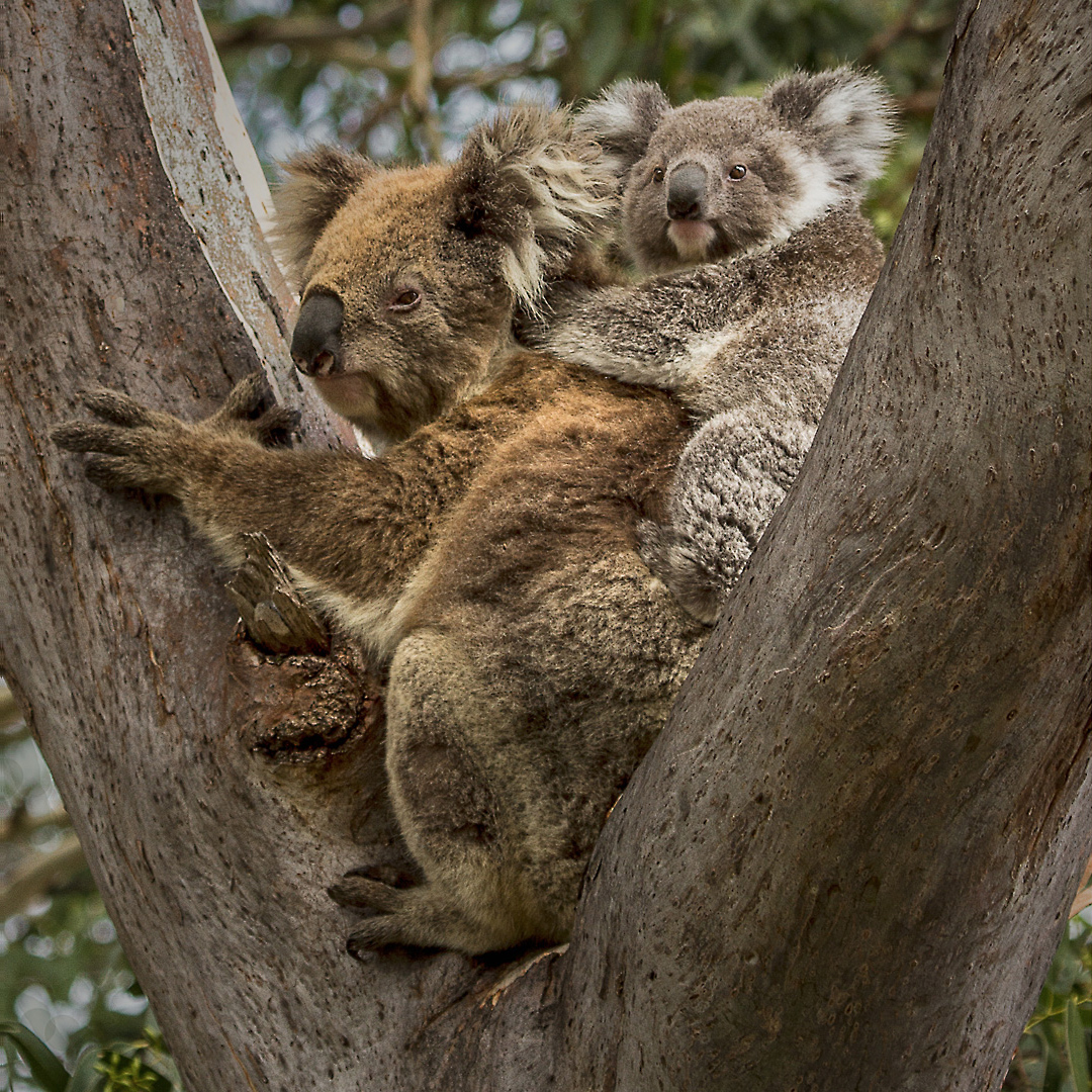 KOALA AND YOUNG by Janie News