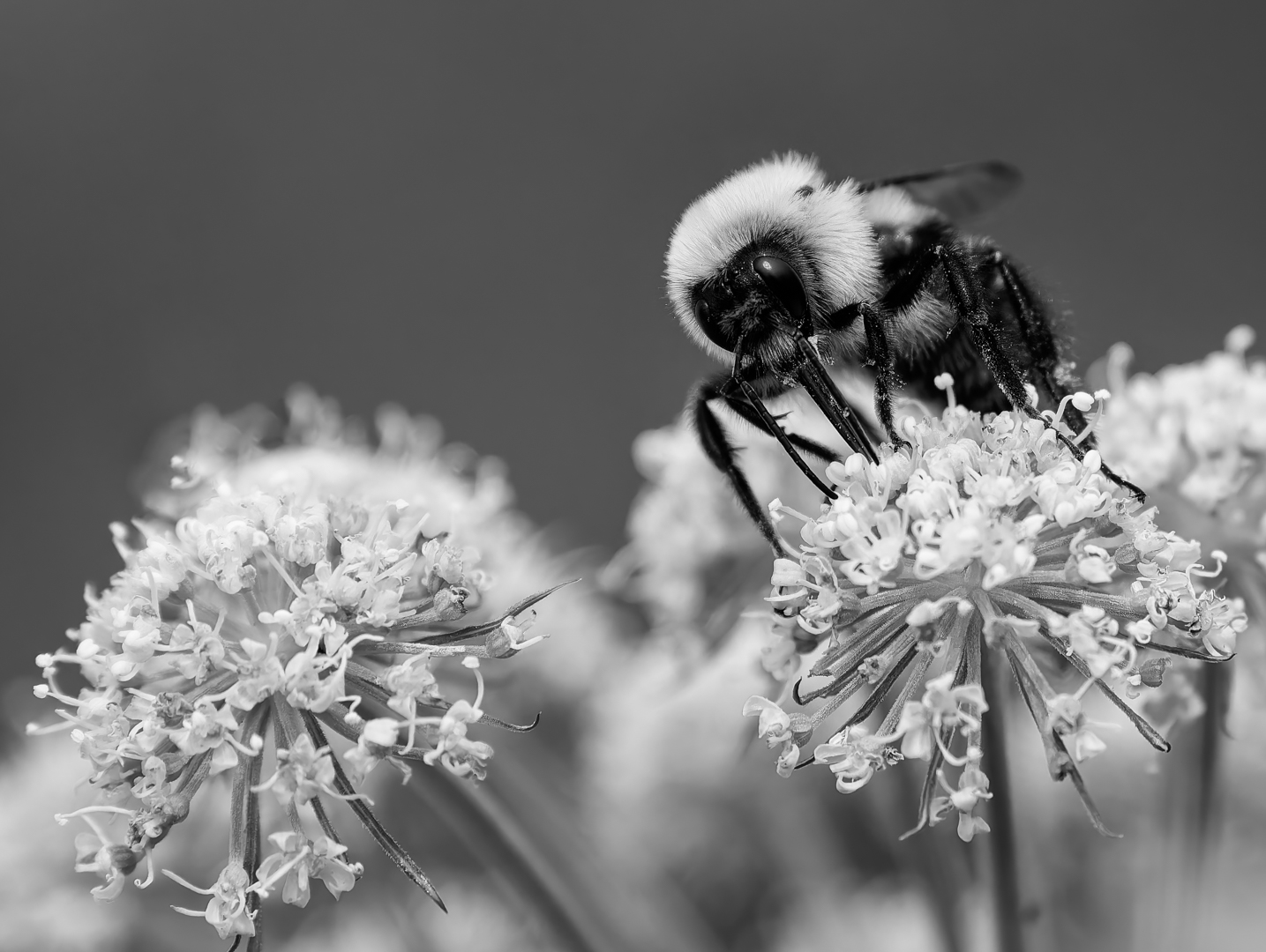 BUZZING BEES by Richard Distlerath