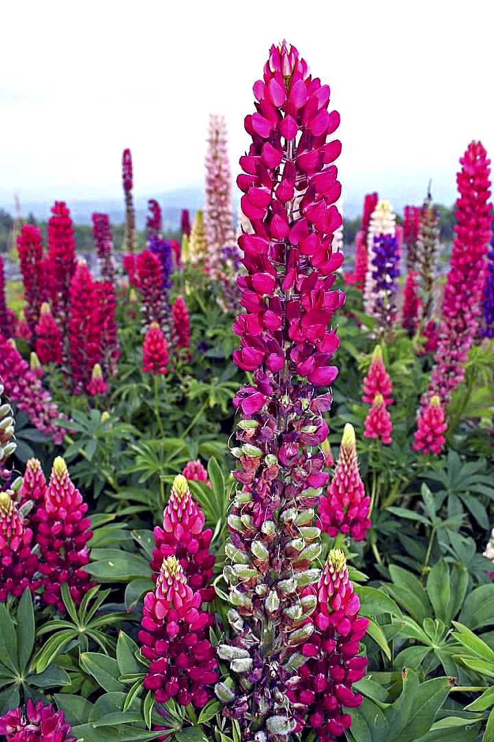 VERMONT by Jamie Federick