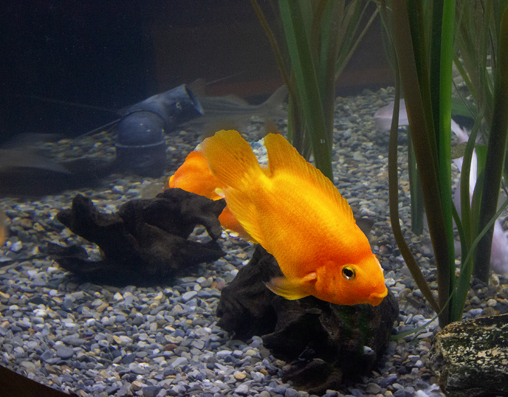 WEST PALM BEACH AQUARIUM by Bev Caine