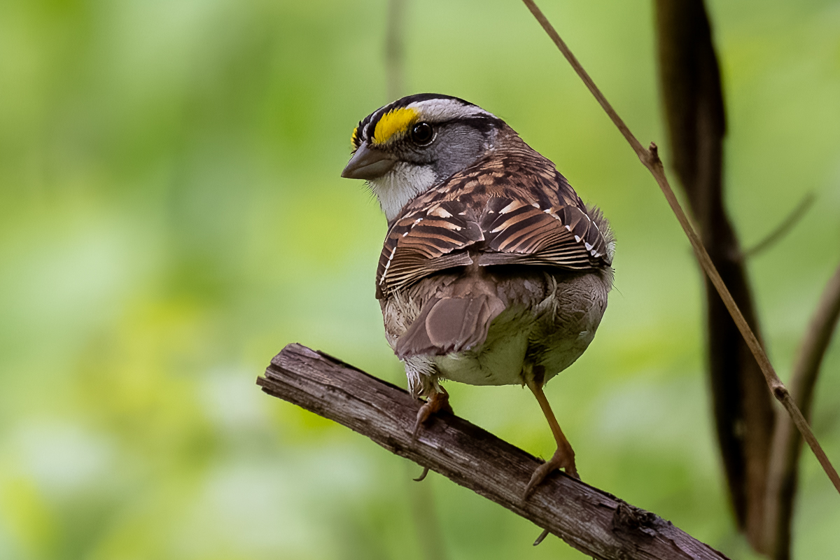 WHITE THROATED SPARROW by Mary Walsh
