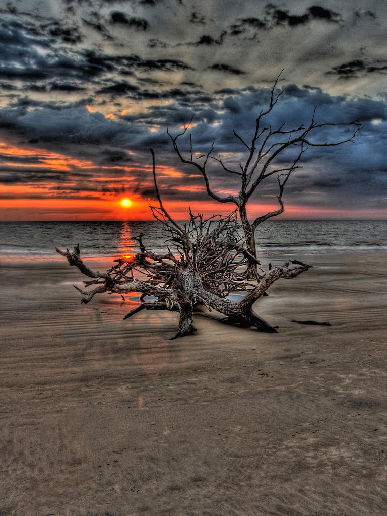 DRIFTWOOD BEACH by Tom Buckard