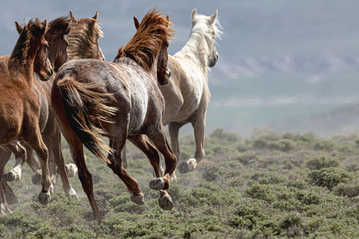 WILD HORSES by Paul Jenkins