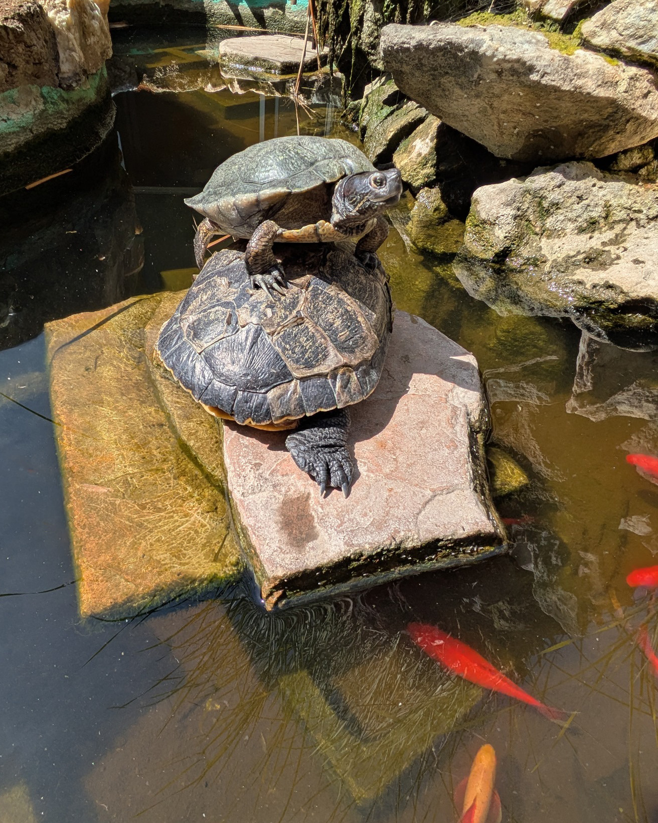STACKING TURTLES by Stewart Savage