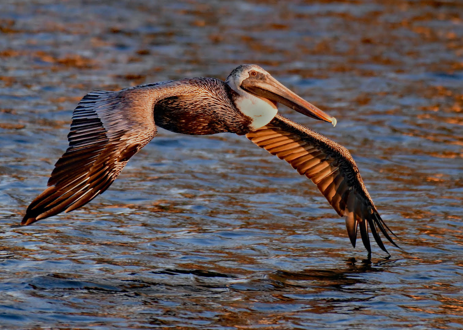 Pelican at Dusk by Tom Buckard