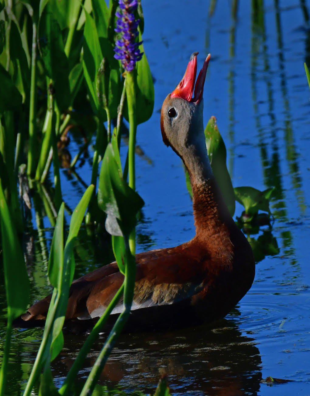 WHISTLING DUCK by Tom Buckard