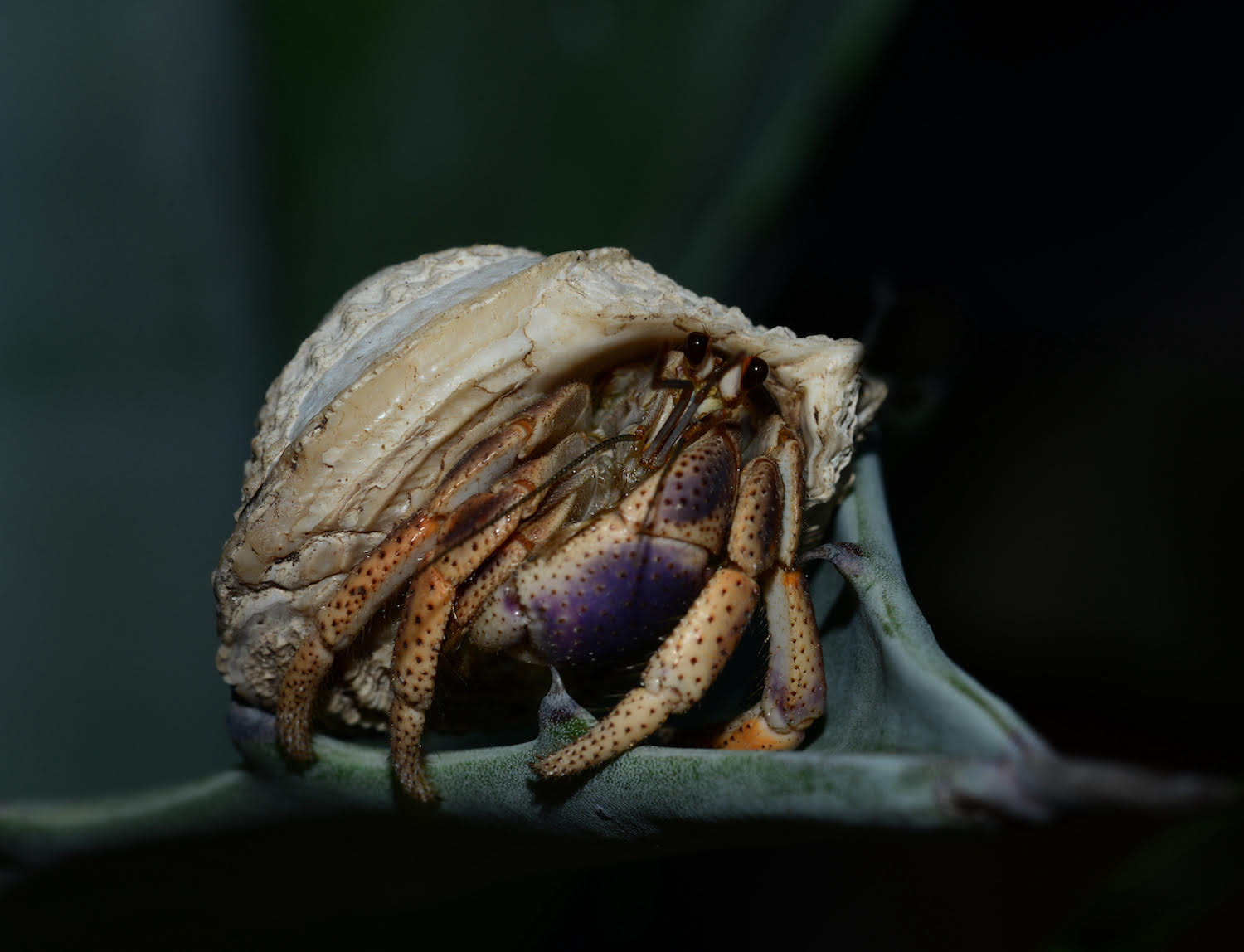 HERMIT CRAB by Tom Buckard