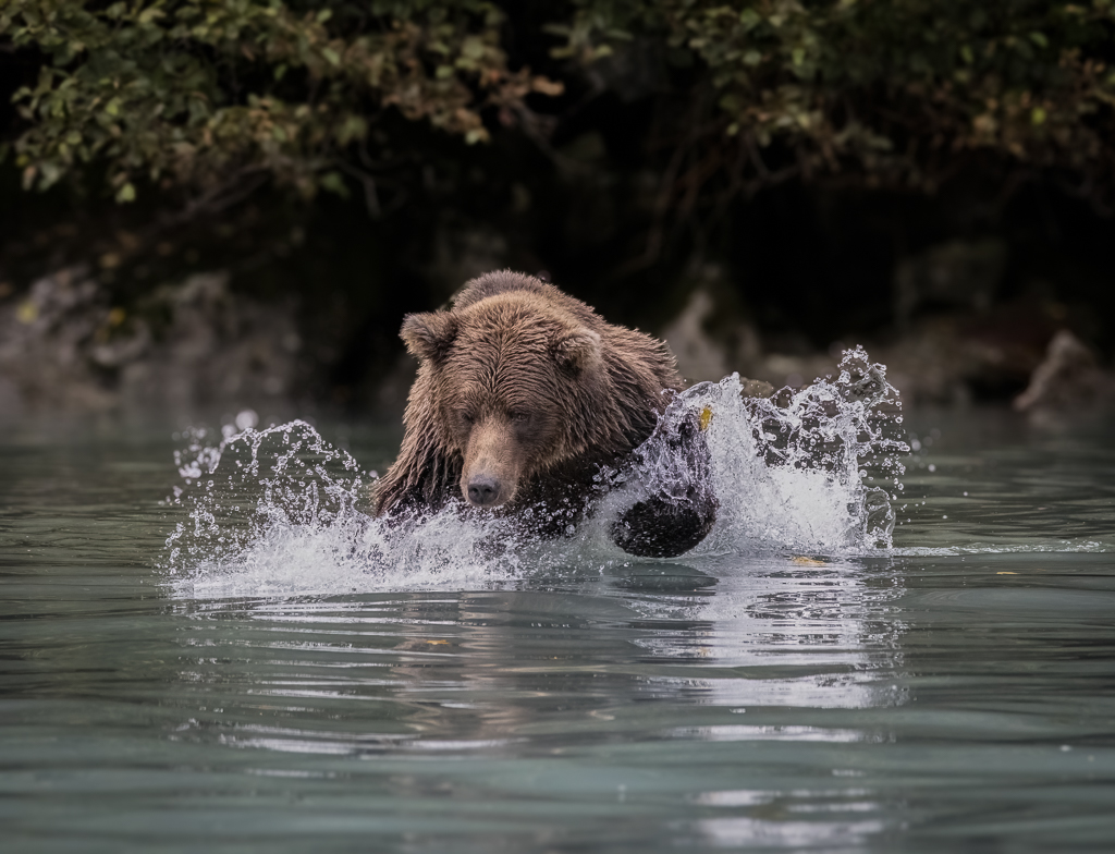 Going for the Salmon by David Kepley