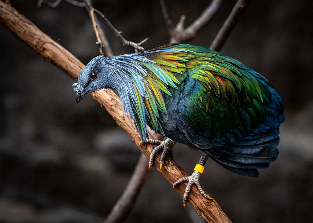 Nicobar Pigeon