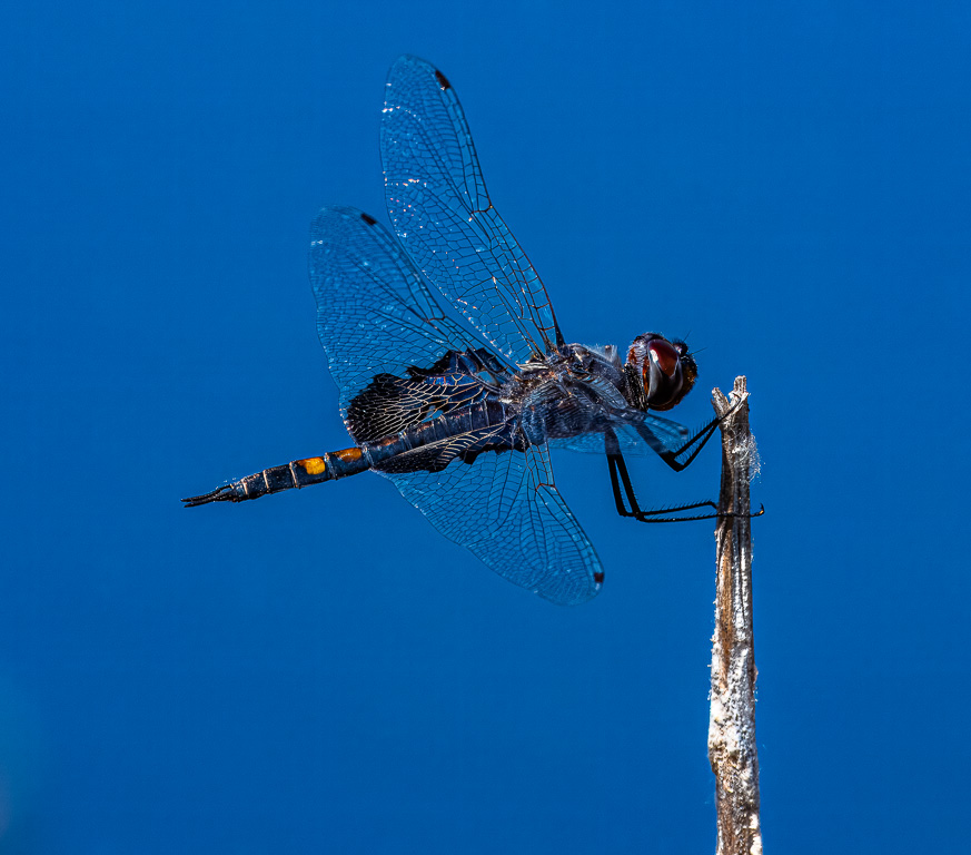 Black Saddlebags Dragonfly by Alan Kiecker