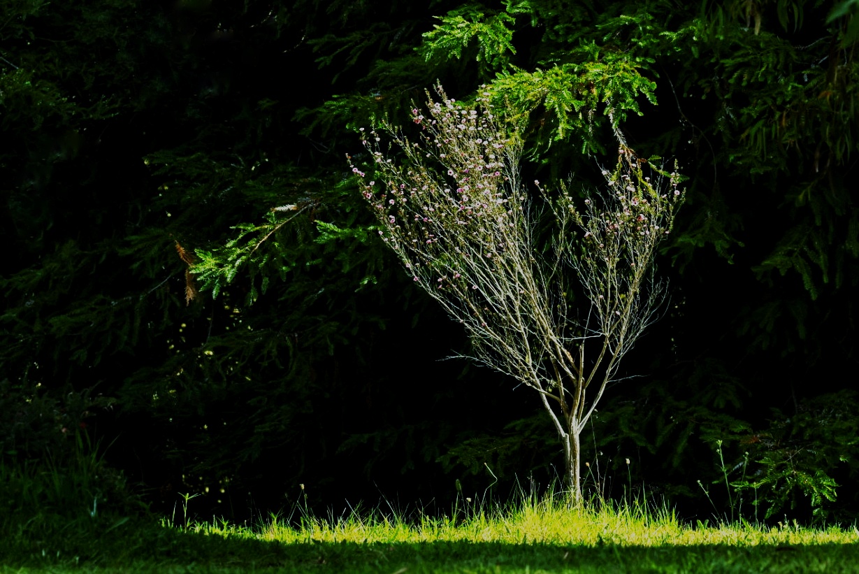 Early Spring by Wayne Angeloty