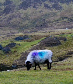 Achill Sheep by Danielle Collier