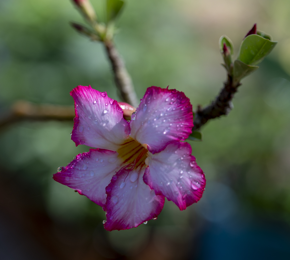 After the sprinklers by Cindy Post