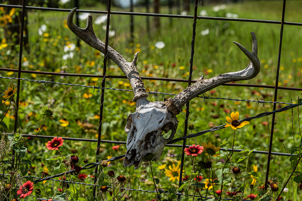 Deer Skull in Fence by Alan Kiecker, QPSA