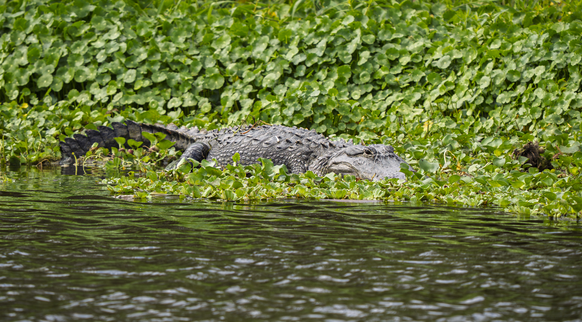 American Alligator by Morrie Carter