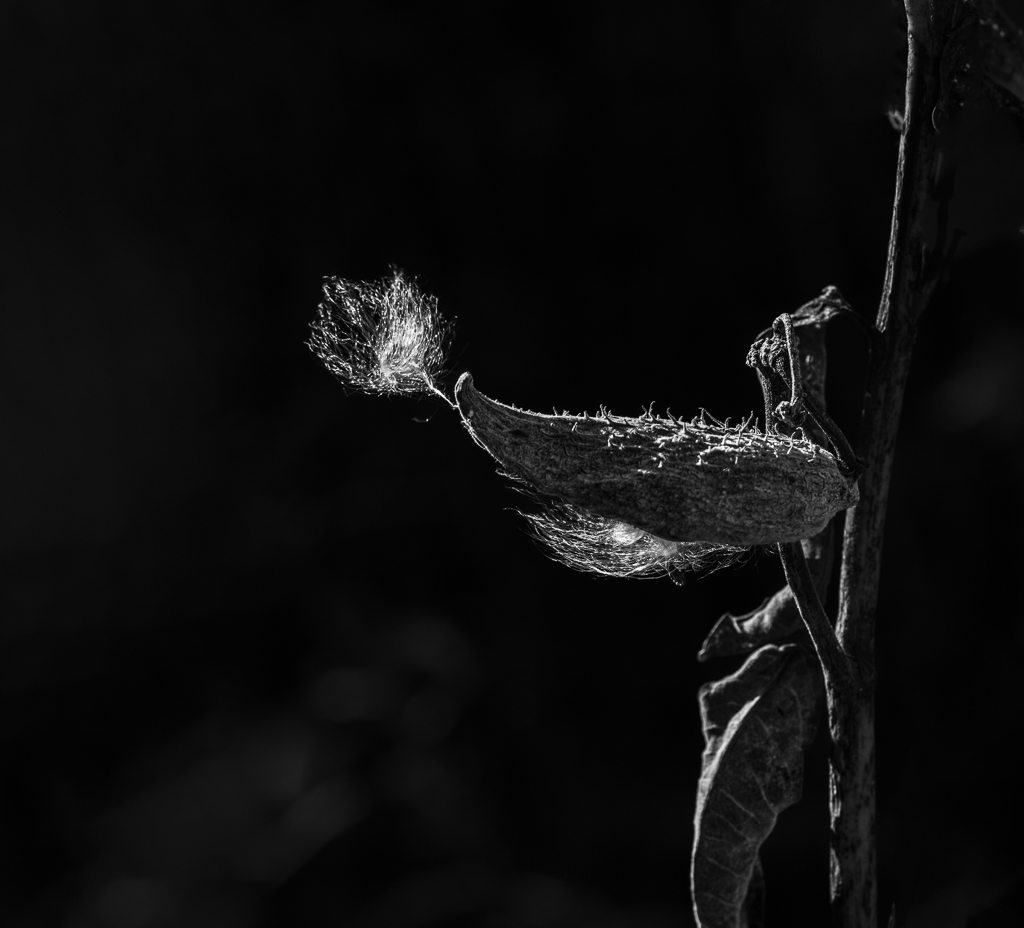 Blowin’ in the Wind