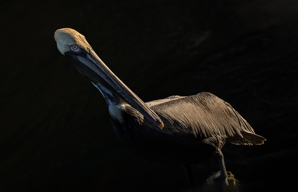 Brown pelican by David Kepley