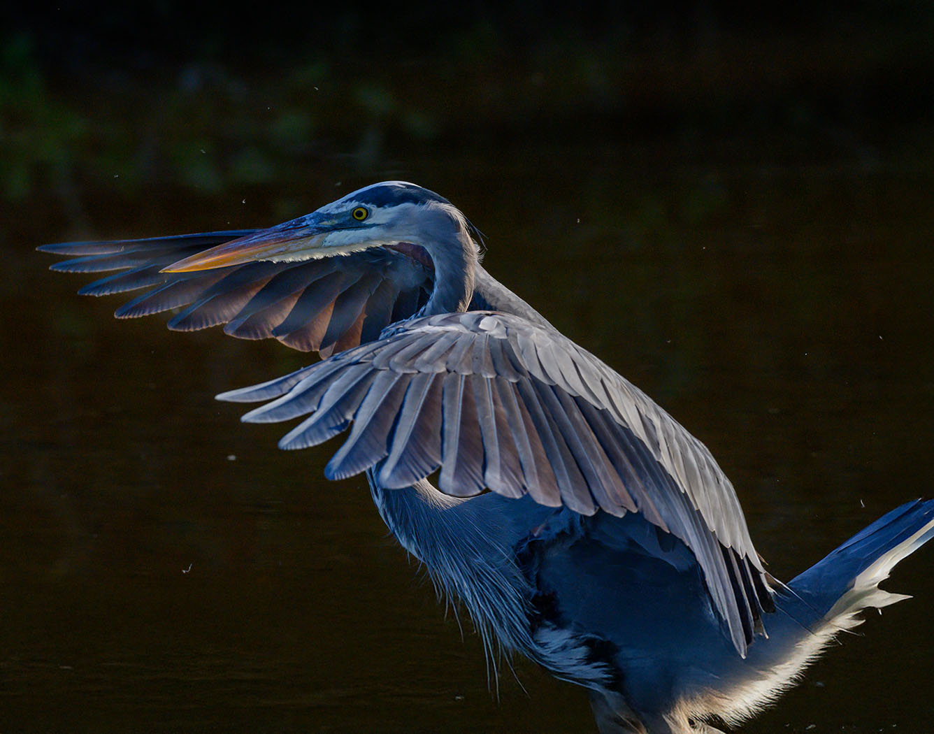 Heron Display by Craig Callan