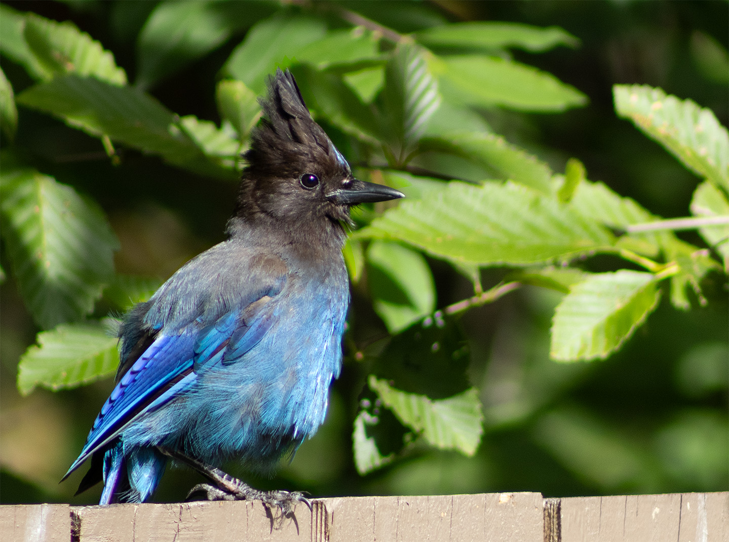 Stellar's Jay