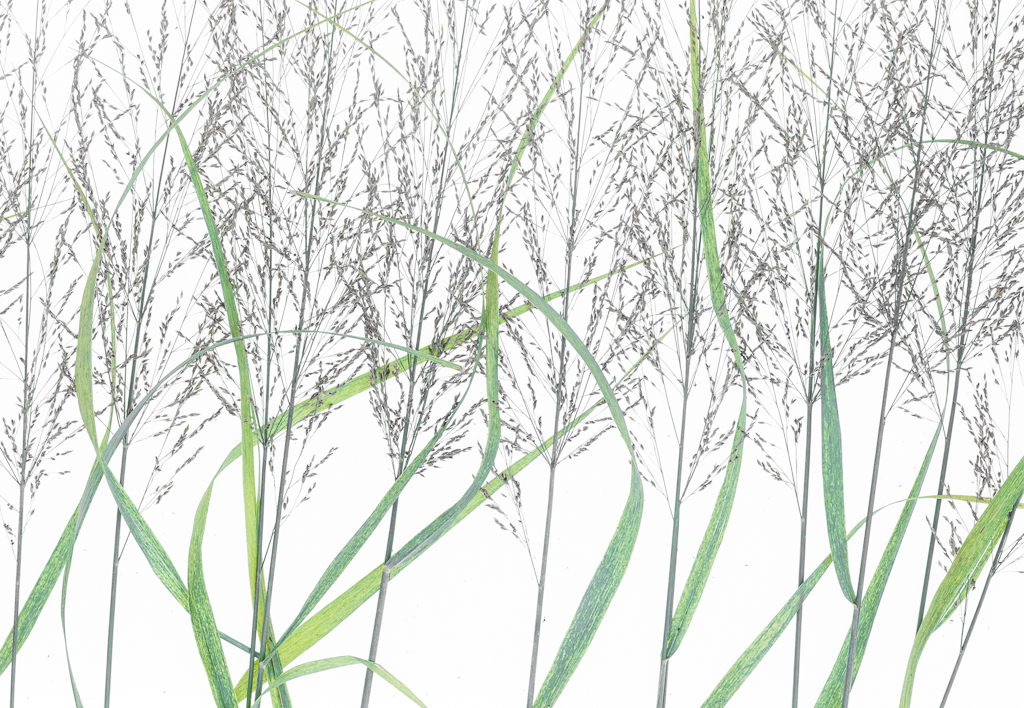 Grassy Field by David Kepley