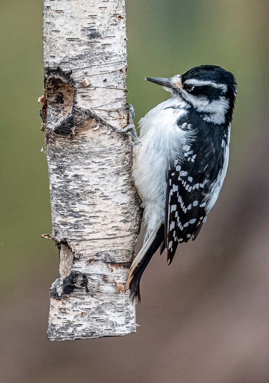 Downy Woodpecker at the Feeder by Alan Kiecker