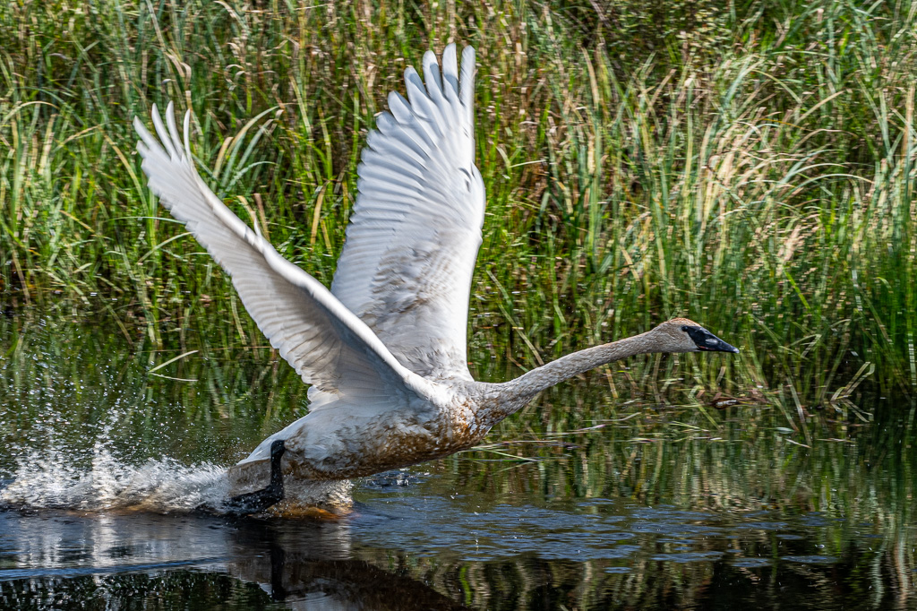 Takeoff by Alan Kiecker