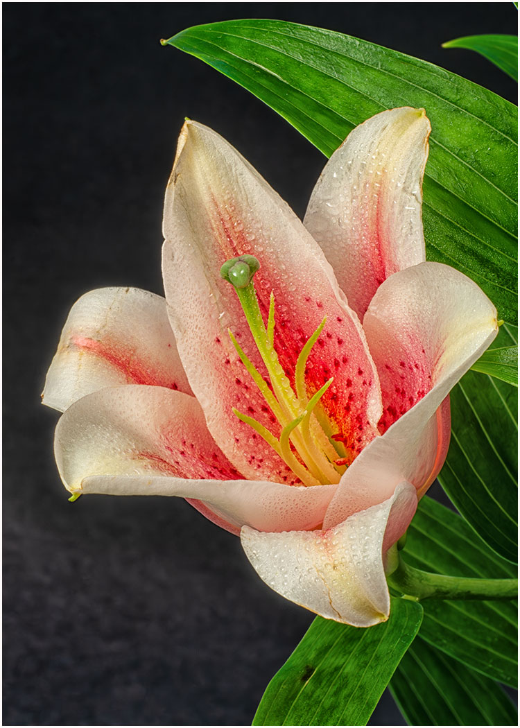 Lily Close Up by Craig Callan