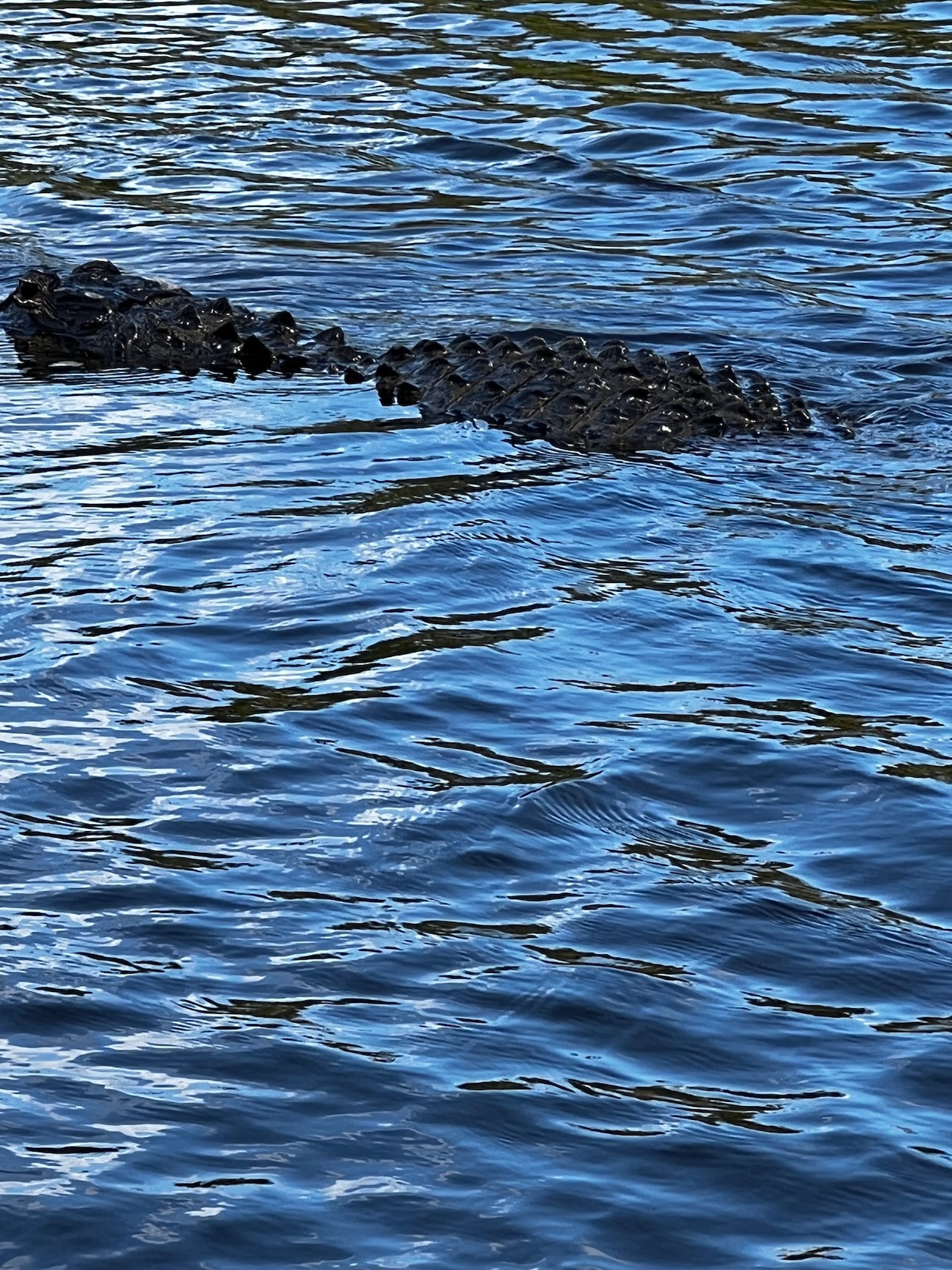 Alligator in the swamp by Jo-Ann Rolle