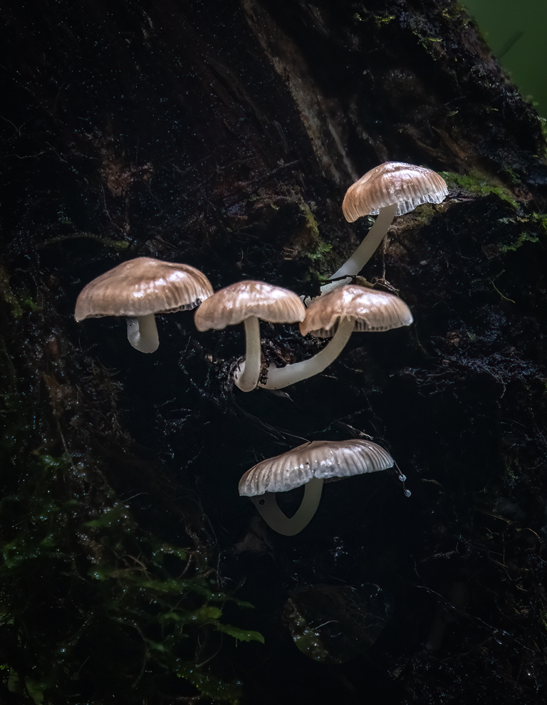 Mushrooms by David Kepley