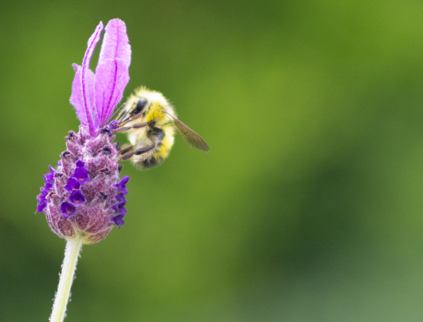 Bee on Lavender by Danielle Collier