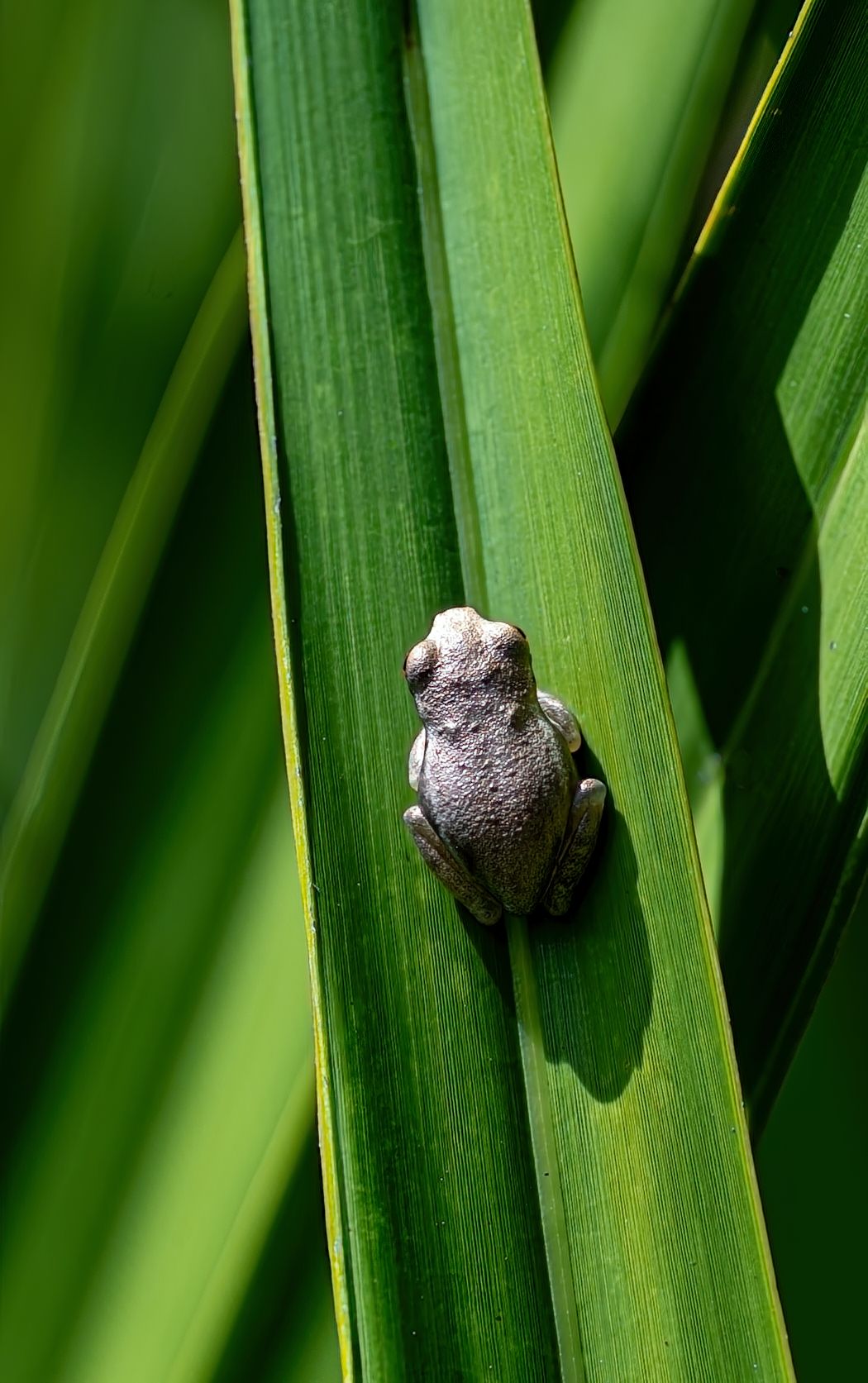 Resating Frog by Cindy Post