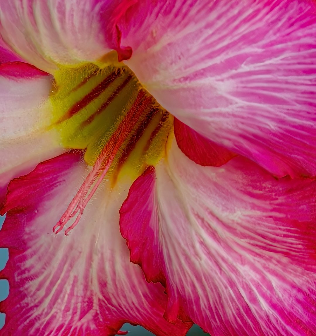 Desert Rose Closeup